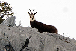 Séjour rando raquettes au Grand Bornand du 4 au 11 mars 2017